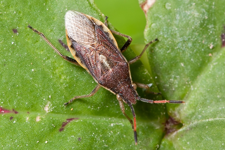 Rhopalidae: Maccevethus sp. di Malta